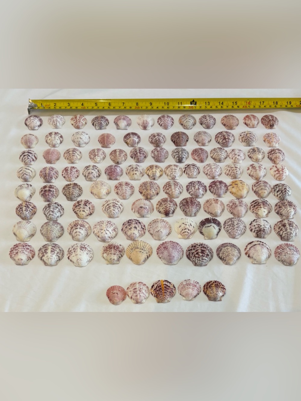 98 LOT SEA SHELLS SANIBEL, FLORIDA SCALLOPS 1.2 -1.5" MIX COLOR CRAFT OR COLLECT